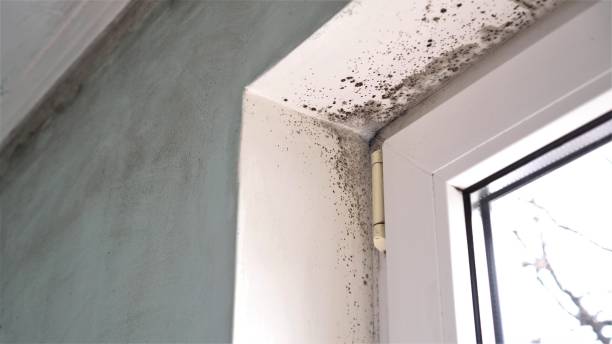 Best White Mold Remediation in South Miami Heights, FL