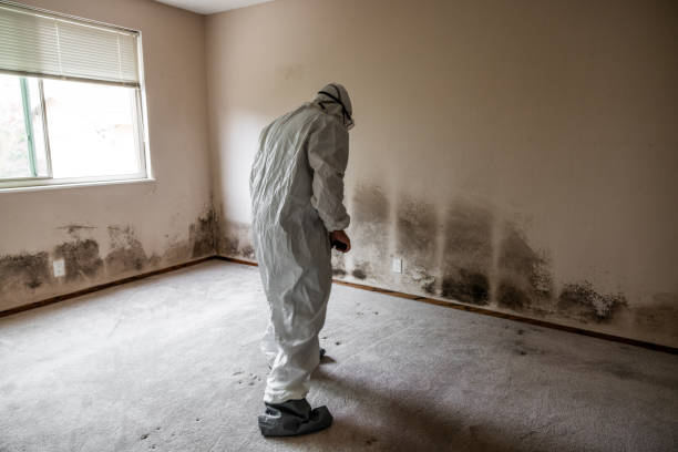 Best DIY Mold Remediation Support Services in South Miami Heights, FL